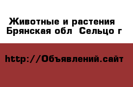  Животные и растения. Брянская обл.,Сельцо г.